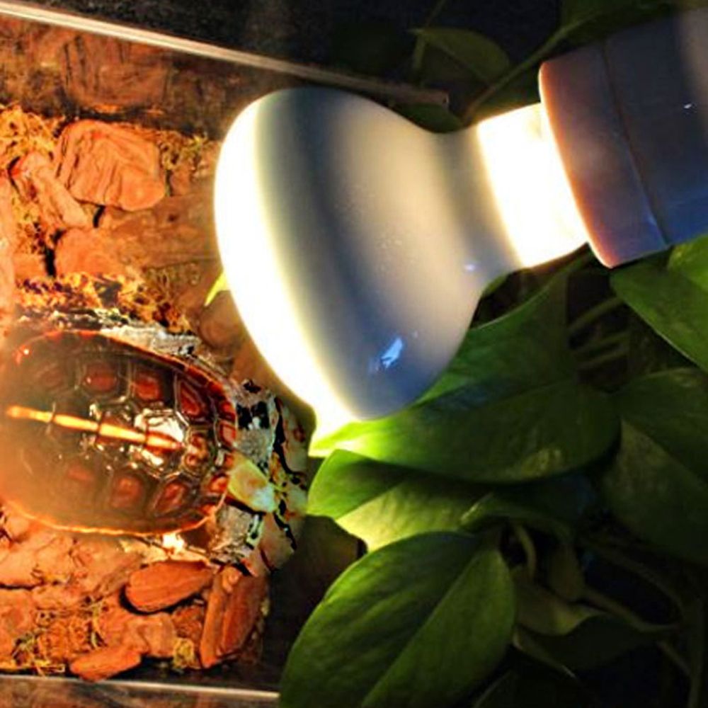 Eidechsen-Heizstrahler mit Tem – Basking Bulb Halogen Bewertung und Preis