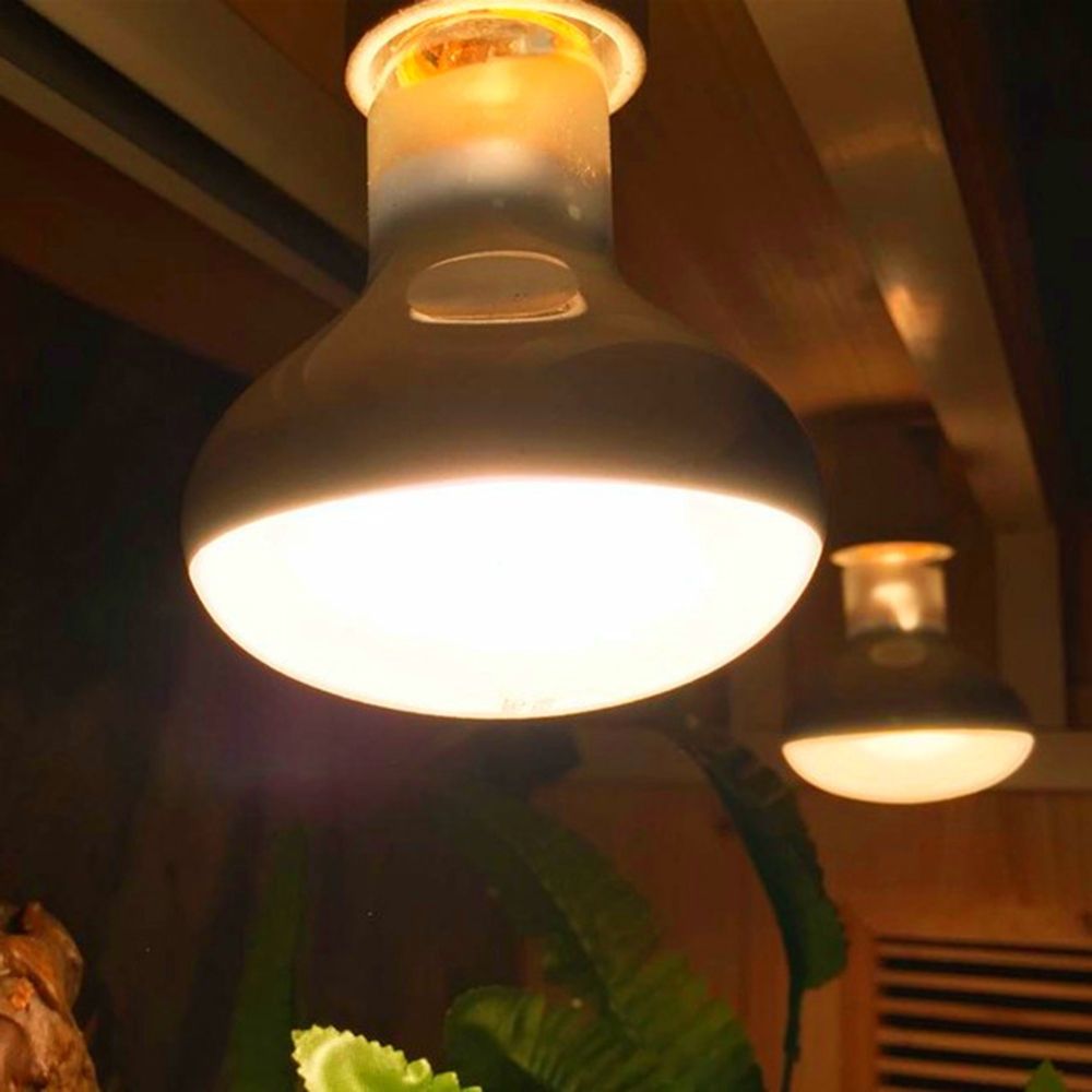 Amphibien-Wärmelampe UVA-Licht – Basking Bulb Halogen Bewertung und Preis