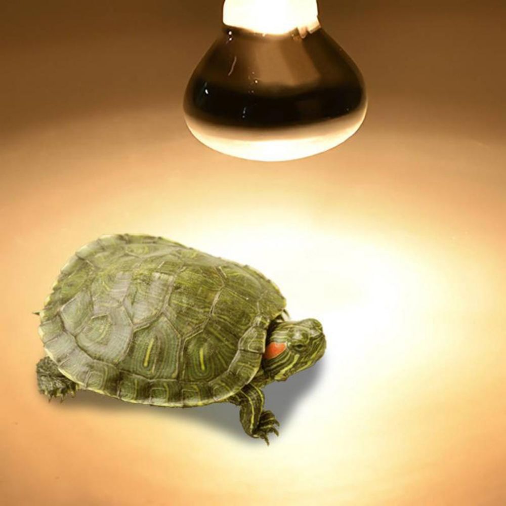 Schildkröten-Wärmelampe Heizge – Basking Bulb Halogen Bewertung und Preis