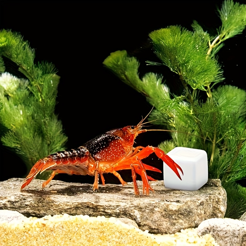6er-Set Fischbecken-Kalziumblö – Calcium Powder Reptile Bewertung und Preis